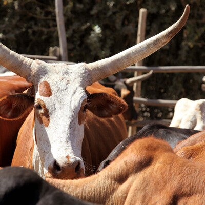 Cattle image