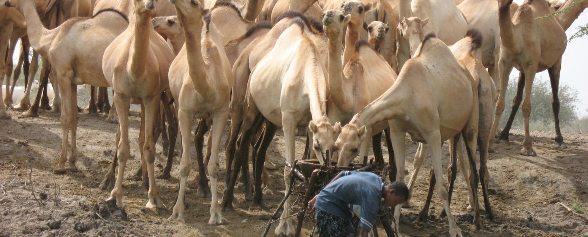 Camels drinking at a water pan in Wajir County, Kenya